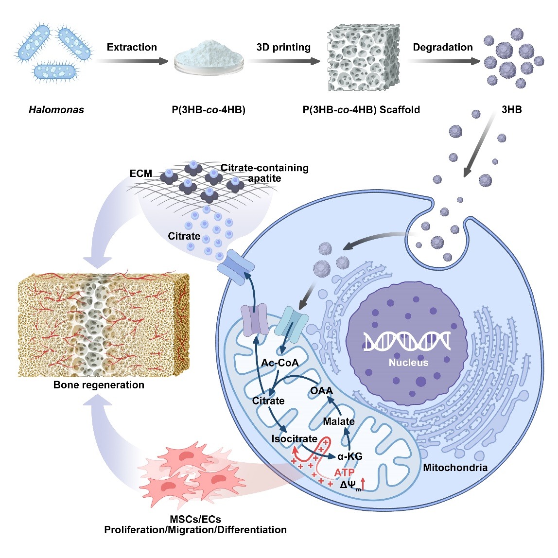 Trends in Biotechnology | 基于再生代謝微環境的適配MAM材料設計和研發轉化