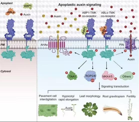 Cell｜楊貞標/徐通達合作首次揭示細胞膜外生長素的共受體ABLs和TMK